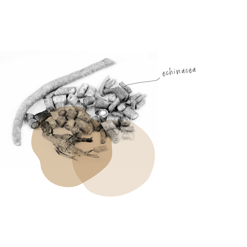 ECHINACEA