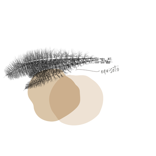 EQUISETO
