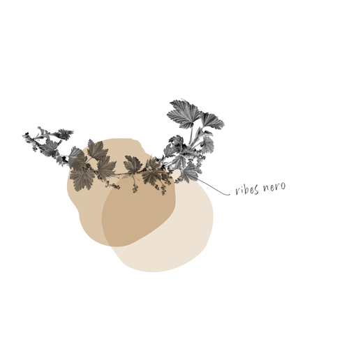 RIBES NERO