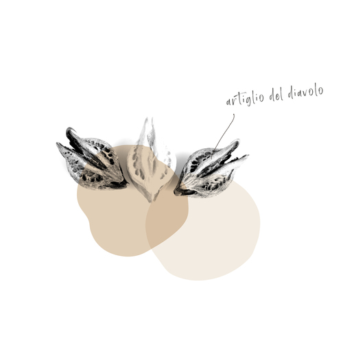 ARTIGLIO DEL DIAVOLO